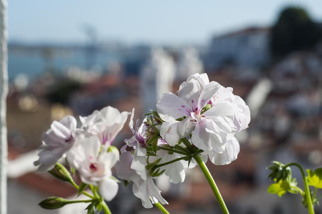 Alfama - St Estevao Viewpoint | Lisbon Cheese & Wine Apartments الغرفة الصورة